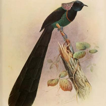 电影院表白的长尾关键词有哪些