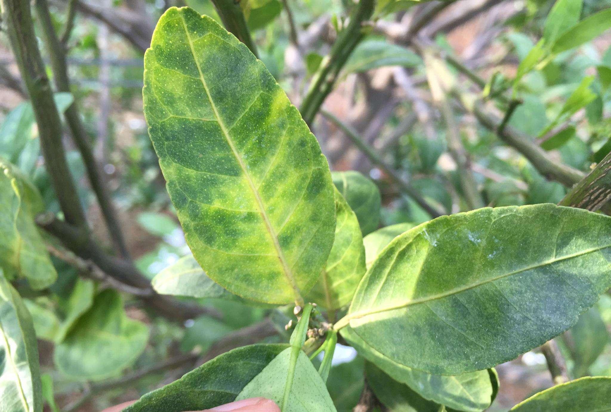 柑橘栽培技术专题（上海适合种植什么品种的橘子）