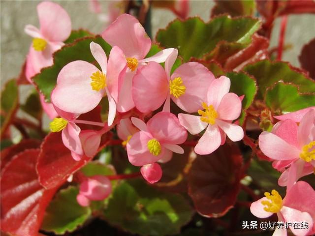 盆栽海棠花掉花怎么办,夫妻海棠掉花苞是怎么回事?