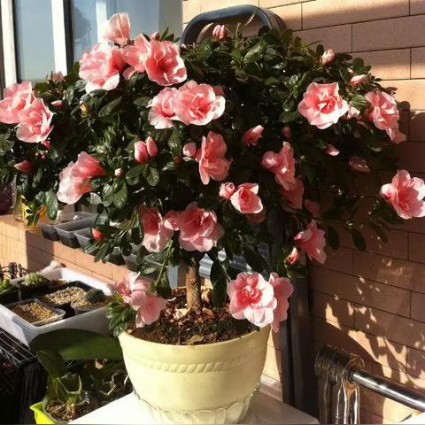 什么花是长沙市的市花呢