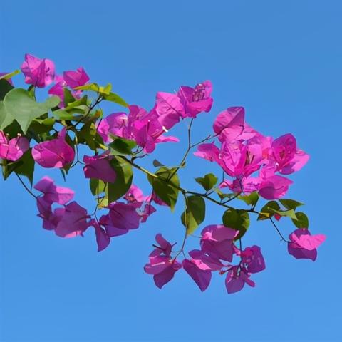 厦门市市花是什么样的