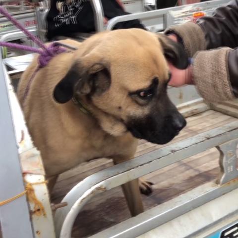 河南农村养什么生意好