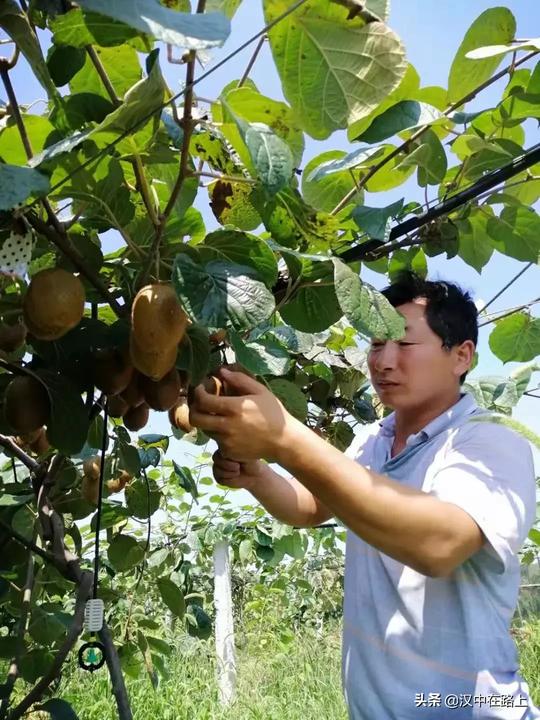 汉中洋县龙亭小伙创业种植猕猴桃发家致富