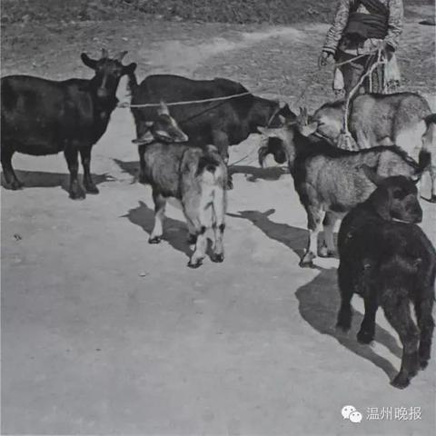 温州市西部新增过江隧道的长尾关键词有哪些