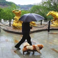 兰州市最大的狗市场在哪里