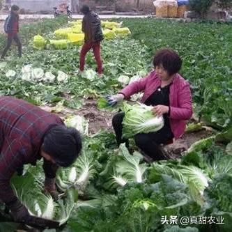 【长沙今日菜价】2025年4月11日长沙菜价是多少