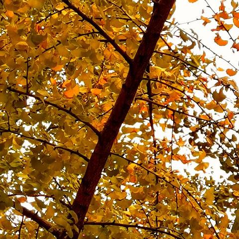 【桂林今日黄金价格】2025年9月4日桂林黄金价格是多少