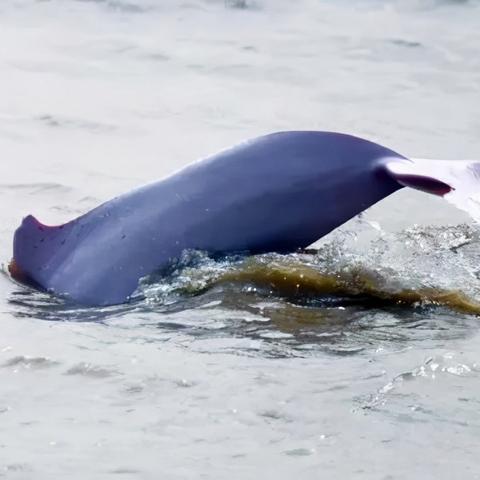 揭秘哈尔滨吃播相关长尾关键词有哪些