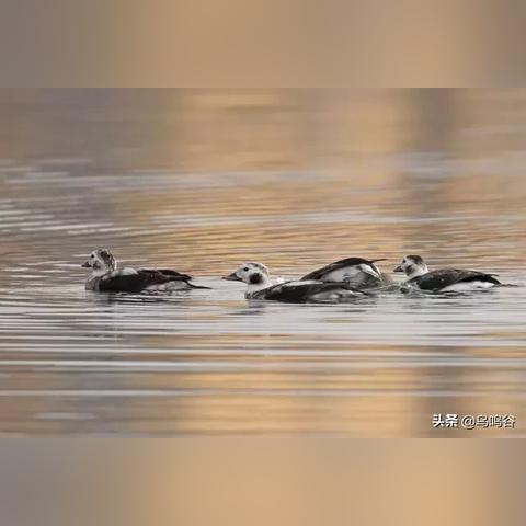 新疆娃娃足球比赛的长尾关键词有哪些