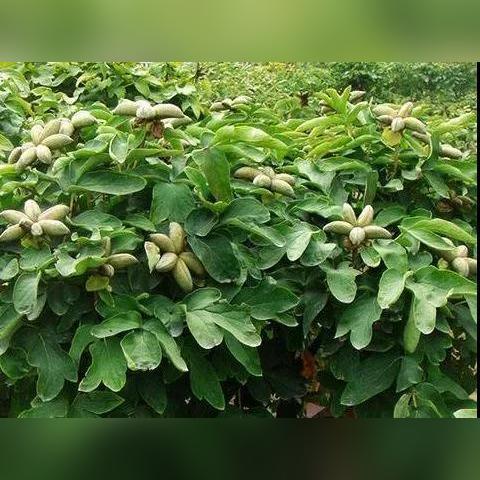 菏泽市牡丹区一亩多少钱