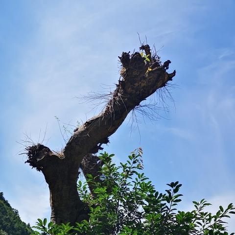 霞浦的海叫什么？