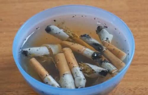 埋在土中的烟头可影响植物生长对吗