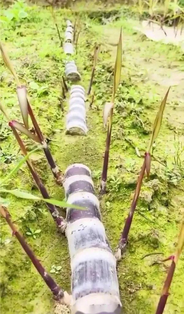 手机版我的世界怎么种甘蔗（冬天土里埋甘蔗的方法）