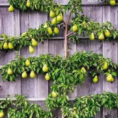 植物大战僵尸：高效布局与资源管理全攻略
