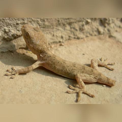 足球运动员趴在地上把球顶进去的长尾关键词有哪些