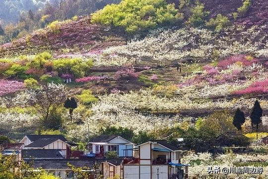 成都第2个龙泉桃花故里，1小时到达没有门票，人少景美的冷门地