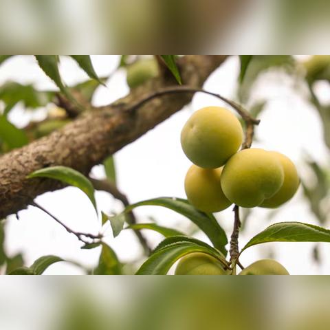 河南蜂糖李的相关长尾关键词有哪些