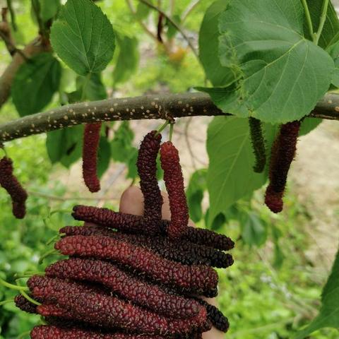 广州市采摘园种植什么比较好