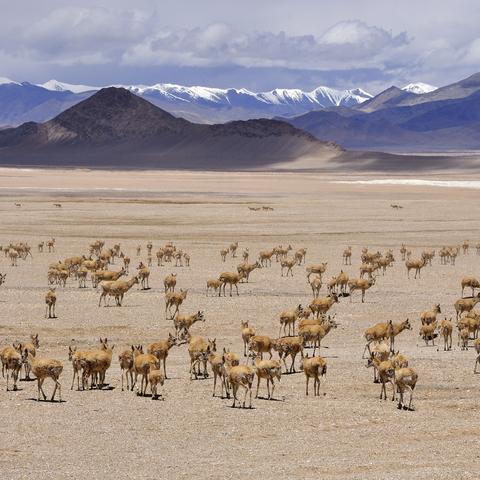 叶城县的天气怎么样
