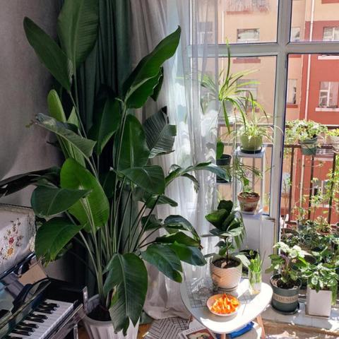 三元复合肥天堂鸟相关长尾关键词有哪些