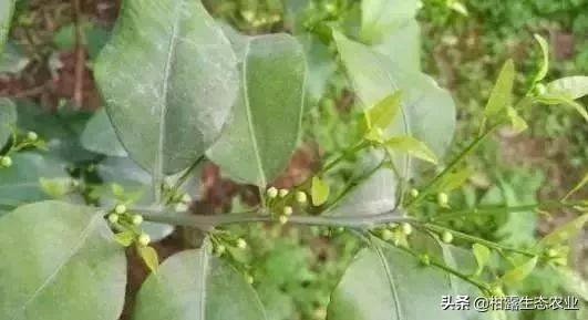 柑橘幼果的功效和作用（幼果期间能喷代森锰锌吗）