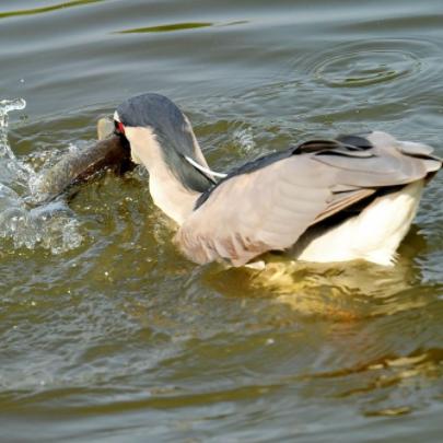 周公解梦十二生肖运势梦见鱼(梦见鱼有财运吗)
