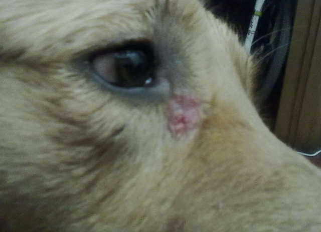 宝宝眼睛有眼屎是不是上火了