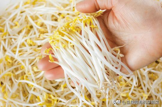 芽苗菜的食用效果