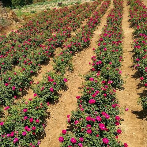 昆明市玫瑰花卷的长尾关键词有哪些