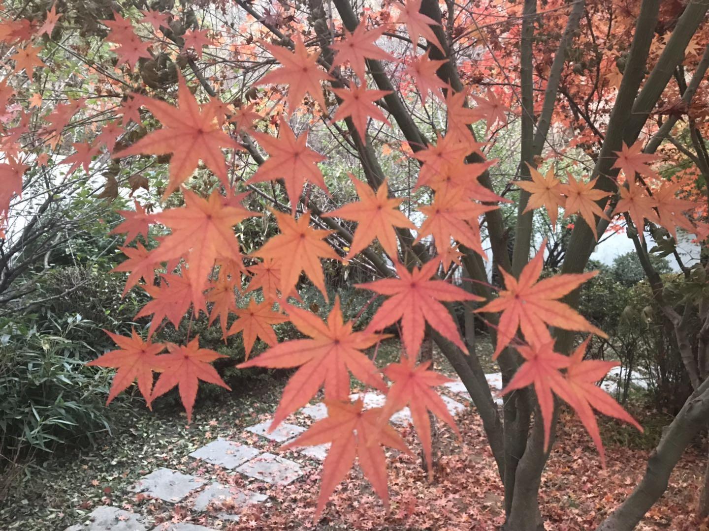 鸡爪槭怎么养,鸡爪槭四个季节的不同?