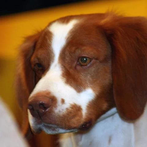 电影猎犬的长尾关键词有哪些