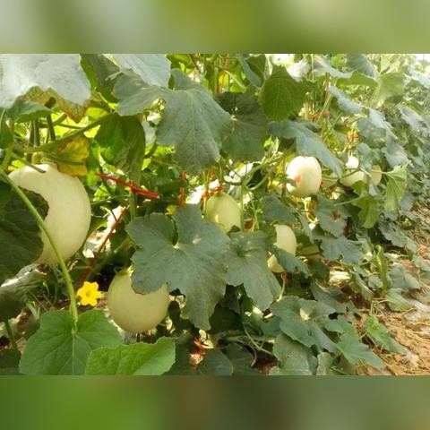 2020苏州市常熟市王庄中学开学时间的长尾关键词有哪些