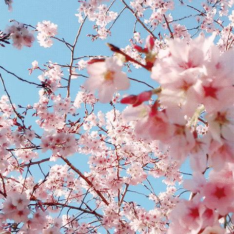 河北邯郸市代召樱花的长尾关键词有哪些