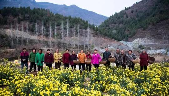 三门峡贫困县的90后农民，返乡创业种皇菊，最远销到澳大利亚