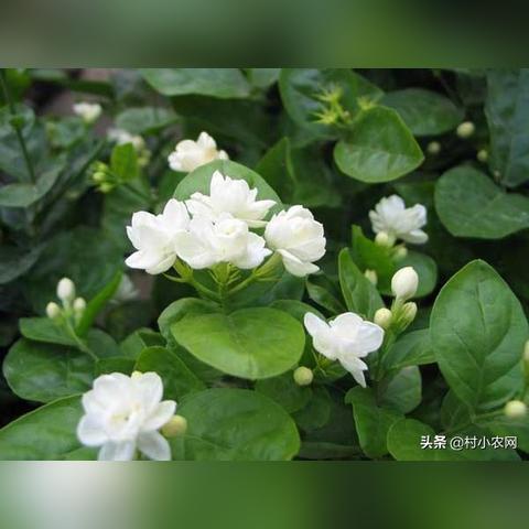 广州茉莉花花期？