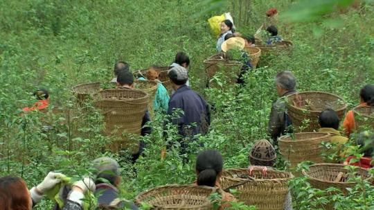 “树叶哥哥”返乡创业，种植奇异神仙树，靠神仙豆腐如今日销十万