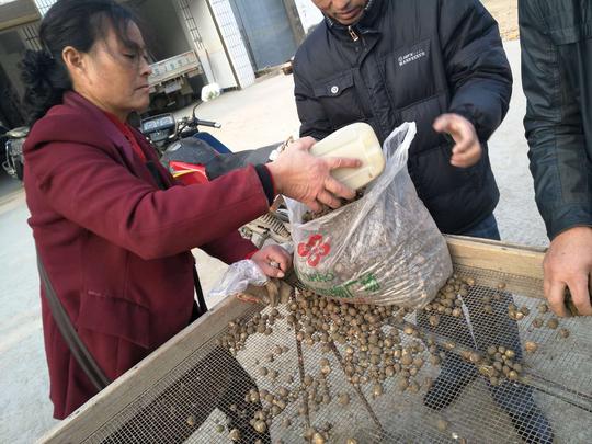 半夏药材种植农业创业好项目？锋哥告诉你实情
