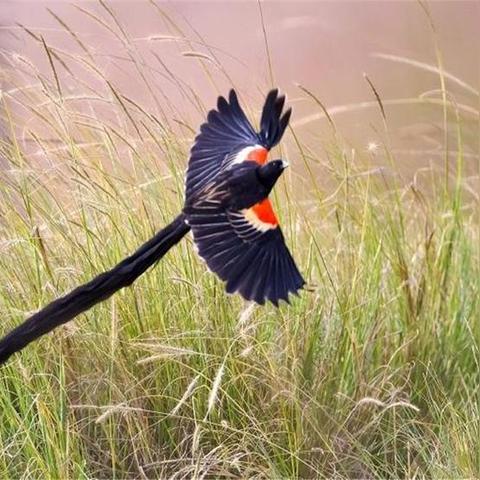 网站配色技巧的长尾关键词是什么