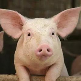 在广州那里有猪肉买？