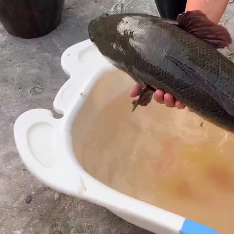 广州市什么鱼最受人欢迎