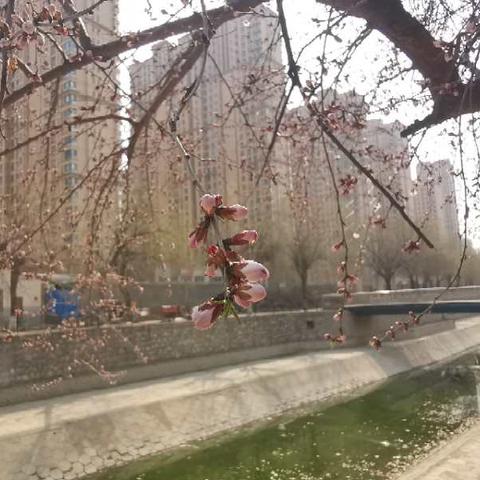 石家庄市周边的桃花胜地的长尾关键词有什么