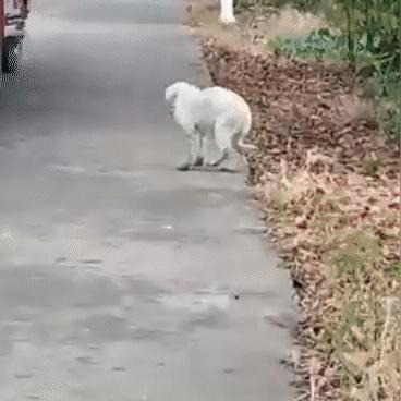 无锡市抓狗队在哪里报名