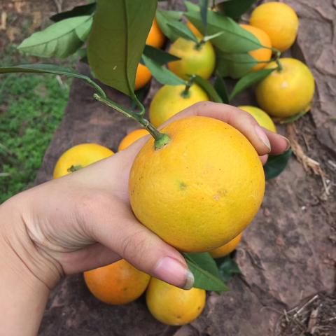 长沙市麻阳县属哪个区