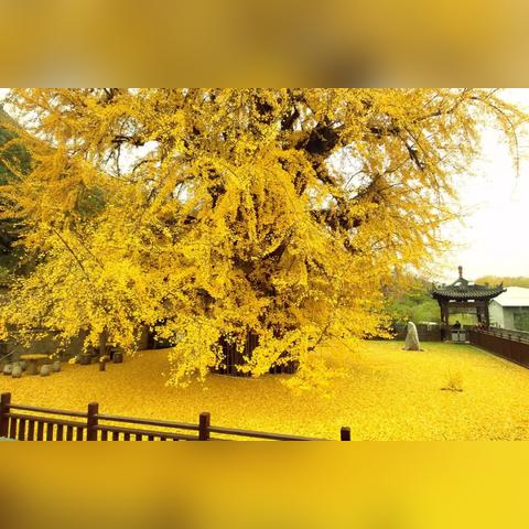 西安市限制什么号