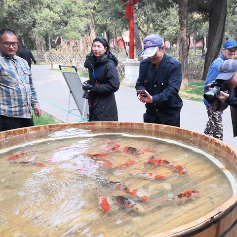 德系锦鲤临沂市的长尾关键词有什么