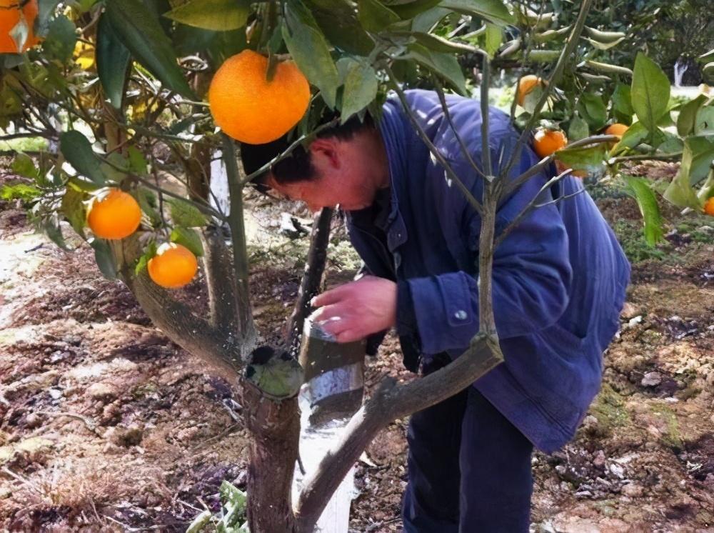 柑橘十七種種植手藝_柑橘樹移栽留意事項(xiàng)