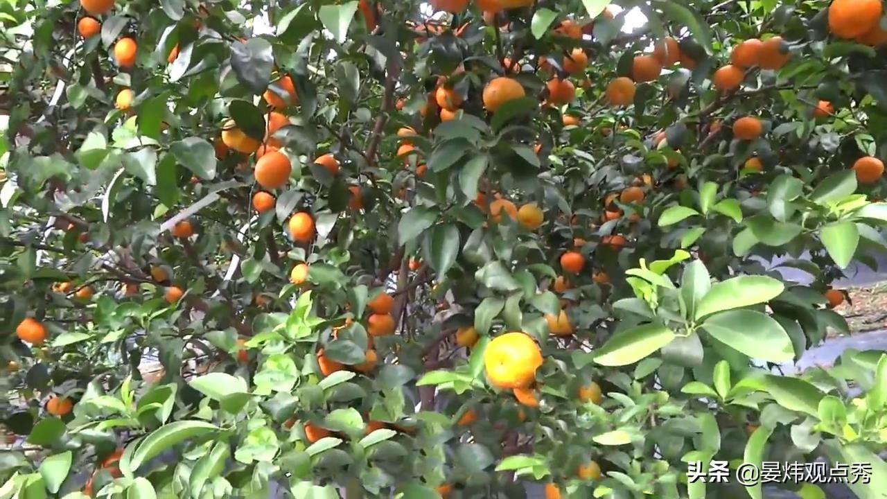 柑橘栽培技术的参考文献怎么写（蔬菜和水果可以相互替代吗）