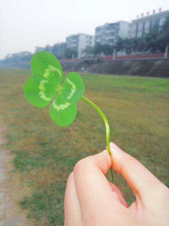 我心中的四叶草