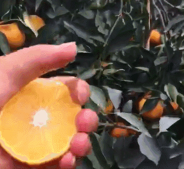 可以直接喝的橙子，一口就爆汁，根本吸不完