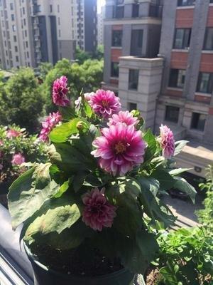 新买的小盆栽,花盆从花店买回来土还很湿?